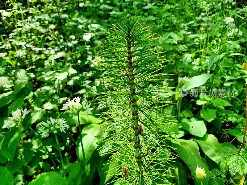 普通马尾 (Equisetum arvense)